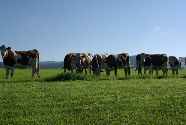 As-tu vu la vache ? Auvergne (août 2008)