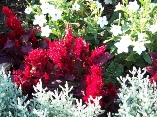 Dans les jardins publics, Boston, États-Unis (juillet 2004)