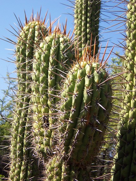 Cactus, Chili (mars 2006)