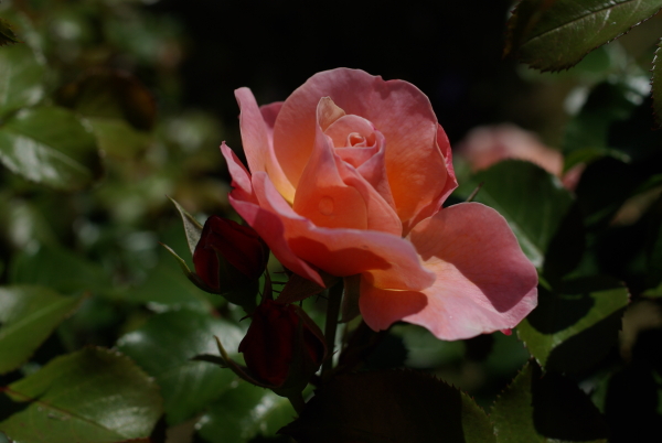 Une rose, Damgan, France (août 2008)