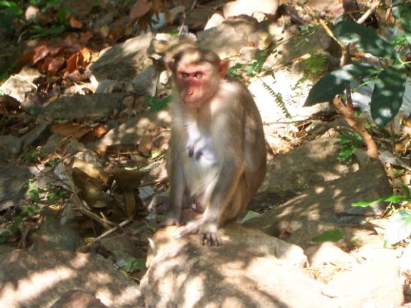 Madame la singe (janvier 2003)