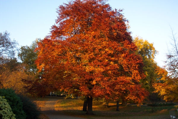 C'est l'automne... Londres, Angleterre (novembre 2003)