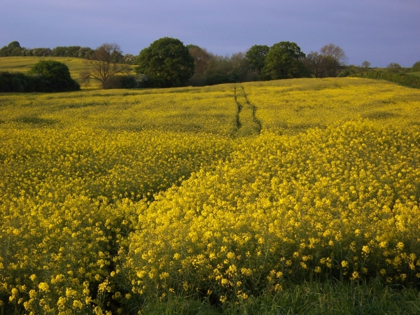 Sur les routes autour d'Oxford, Angleterre (mai 2007)
