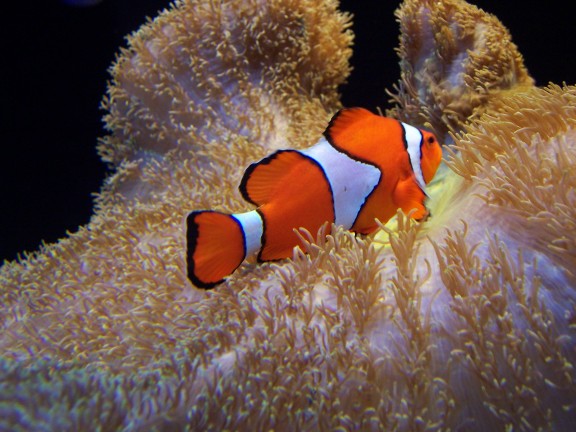 Aquarium de Seattle, États-Unis (août 2006)