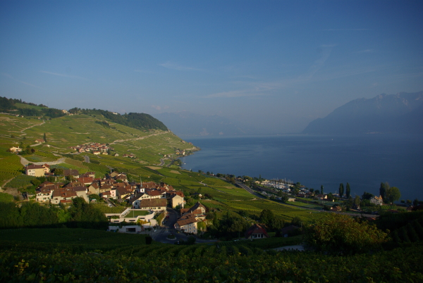Vignes au bord du lac Léman, Suisse (septembre 2007)